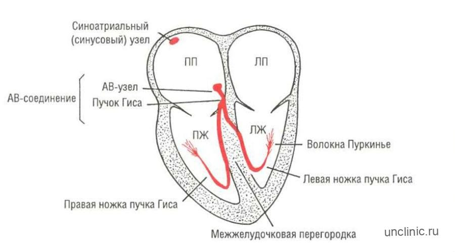 Предсердно желудочковый узел расположен